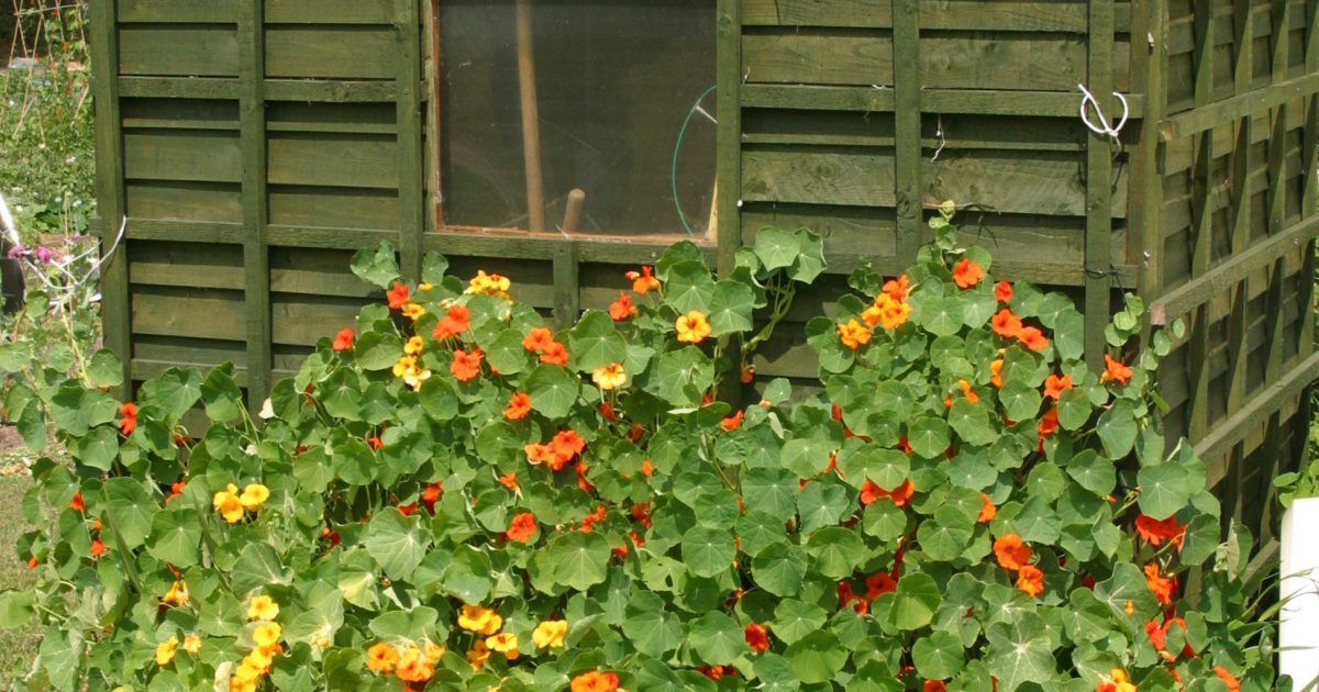 Peut-on construire un abri de jardin sans autorisation ?