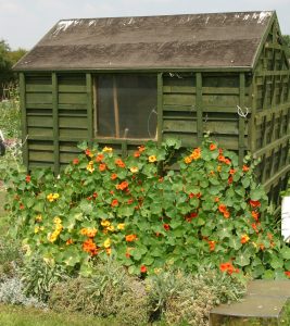 Peut-on construire un abri de jardin sans autorisation ?