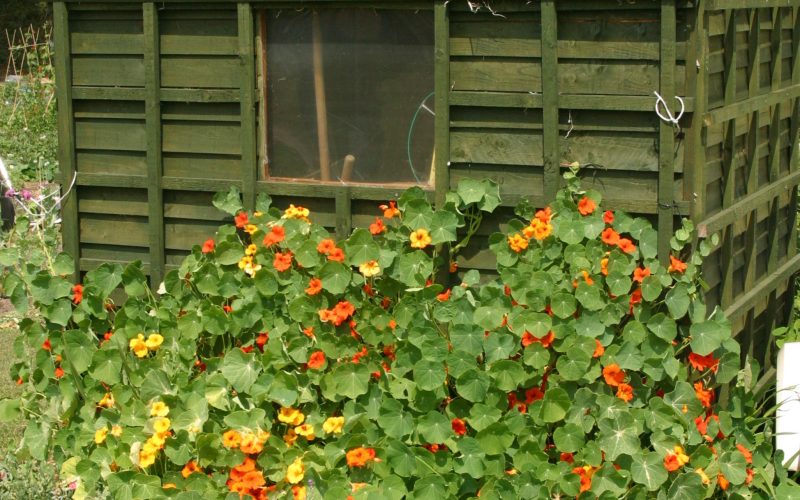 Abri de jardin en bois avec fleurs colorées